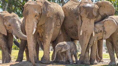 elefanten tube|Elephant Cam .